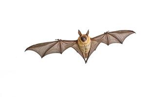 Flying bat isolated on white background photo