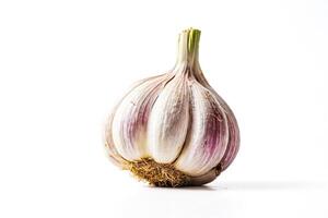 Fresh Garlic Bulb Isolated on White Background photo