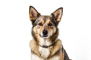Portrait of a brown and white dog with floppy ears photo