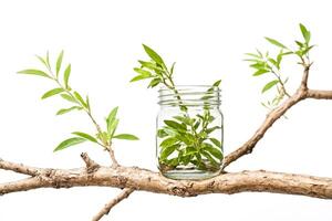 Glass Jar with Plant on Tree Branch photo