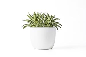 Green plant in a white pot on a white background photo