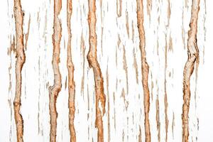 Close Up of Bark Texture on a Tree Trunk photo
