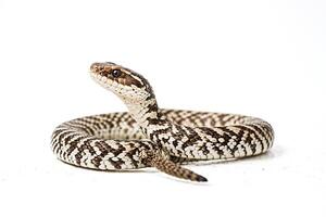 Close-up of a Snake with a Striking Pattern photo
