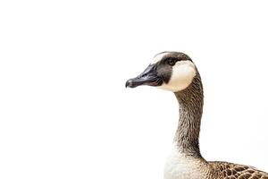 Close up portrait of a goose isolated on white background photo
