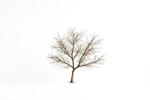 Bare Tree in a Snowy Field photo