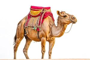 Camel with a red and yellow saddle isolated on white background photo