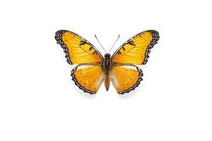 Yellow butterfly with black and white markings on white background photo