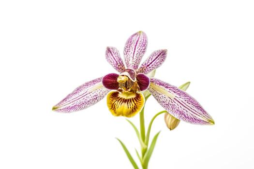 de cerca de un púrpura y amarillo orquídea flor foto