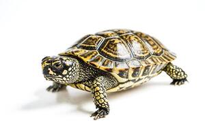 Close-up of a Small Turtle with a Yellow and Black Shell photo