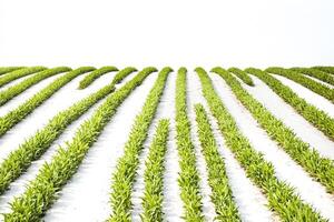 Rows of green plants in a field photo