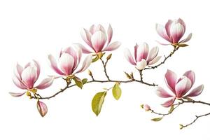 Magnolia Branch with Pink Flowers Isolated on White Background photo