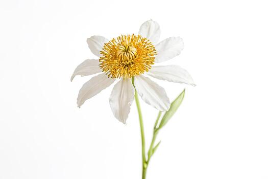 blanco flor con amarillo centrar aislado en blanco antecedentes foto