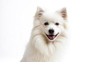 White fluffy dog with tongue out looking at the camera photo