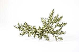 Green Branch of Leaves Isolated on White Background photo