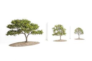 Three trees in a row, isolated on a white background photo