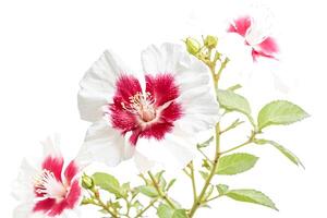 White hibiscus flower with red center isolated on white background photo