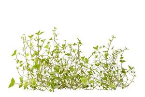 Green Vine with White Flowers Isolated on White Background photo