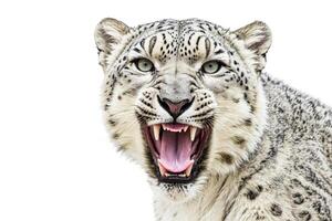 Closeup of a Snow Leopard's Face with Open Mouth and Sharp Teeth photo