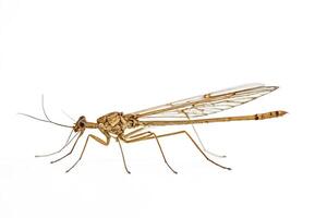 Brown Insect with Delicate Wings on White Background photo