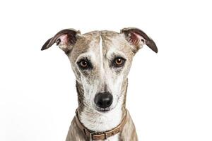 Portrait of a Whippet Dog with Big Brown Eyes photo