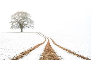 Lonely Tree in a Snowy Field photo