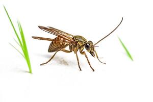 Macro Photography of a Wasp on a White Background photo