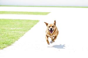 Happy Dog Running Towards Camera photo