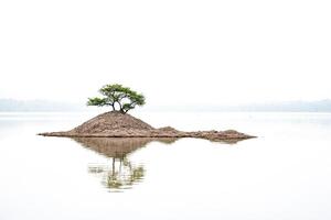 Lonely Tree on a Tiny Island in a Still Lake photo