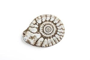Fossilized Ammonite with White Background photo