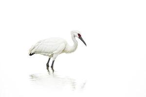 White Crane Standing in Shallow Water photo