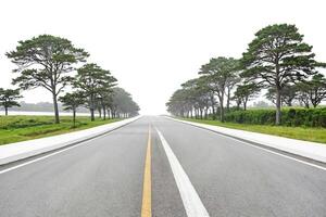 Empty Road with Tree Lined Path photo