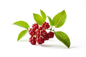 Red Berries on Green Branch with White Background photo