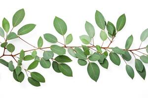 Green Branch with Leaves Isolated on White Background photo