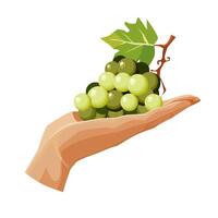 Freshly and healthy green grape in the palm of the hand isolated on white background. illustration in flat style with fruit. Clipart for card, banner, flyer, poster design vector