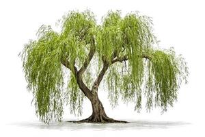 Weeping Willow Tree Isolated on White Background photo