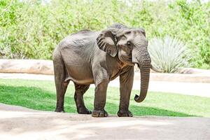 African Elephant standing on sand with a green grass background photo