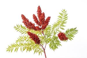 Staghorn Sumac Branch with Red Berries and Green Leaves photo