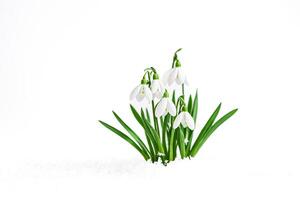 Snowdrop Flower Emerging From Snow photo