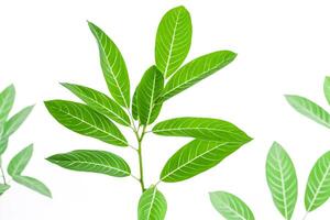 Green leaves isolated on white background photo