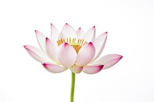 Pink Lotus Flower Isolated on White Background photo