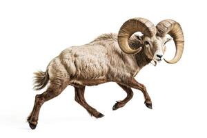 Bighorn Sheep Running Isolated on White Background photo