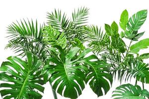 Lush Tropical Leaves on White Background photo