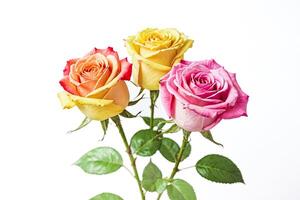 Three Colorful Roses On White Background photo
