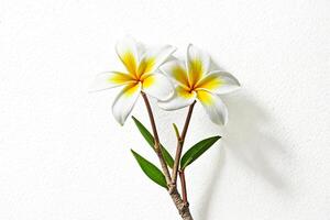 Plumeria Flowers on White Textured Background photo