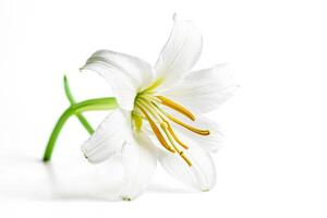Single White Lily Flower Isolated on White Background photo