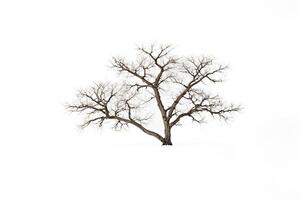 Lone Tree in a Snowy Field photo