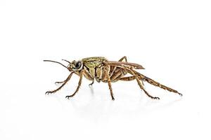 Macro Photography of a Brown Insect photo