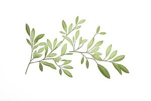 Green Olive Branch with White Background photo