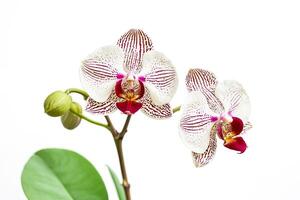 Close-up of Two White and Purple Orchids with Green Leaves photo
