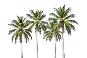 Four Palm Trees Isolated on White Background photo